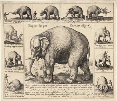 The Tame Elephant by Wenceslaus Hollar